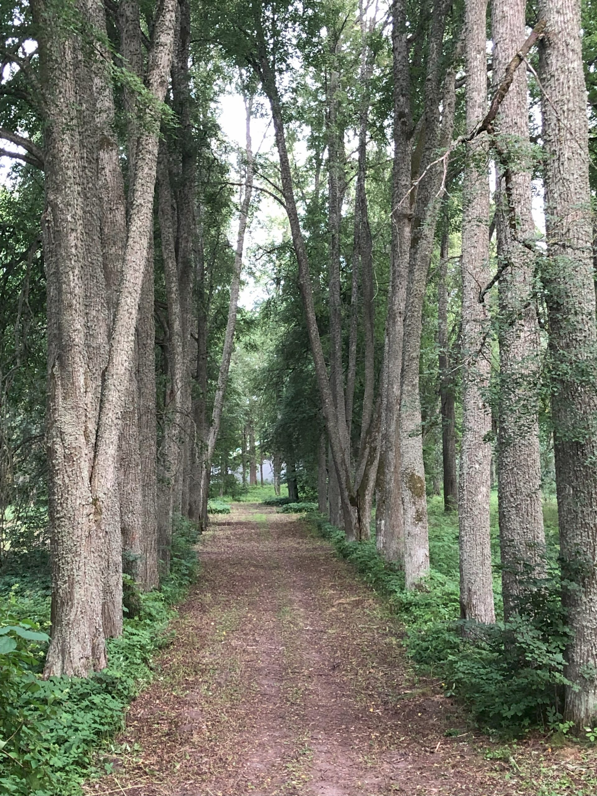 pargi allee (1)