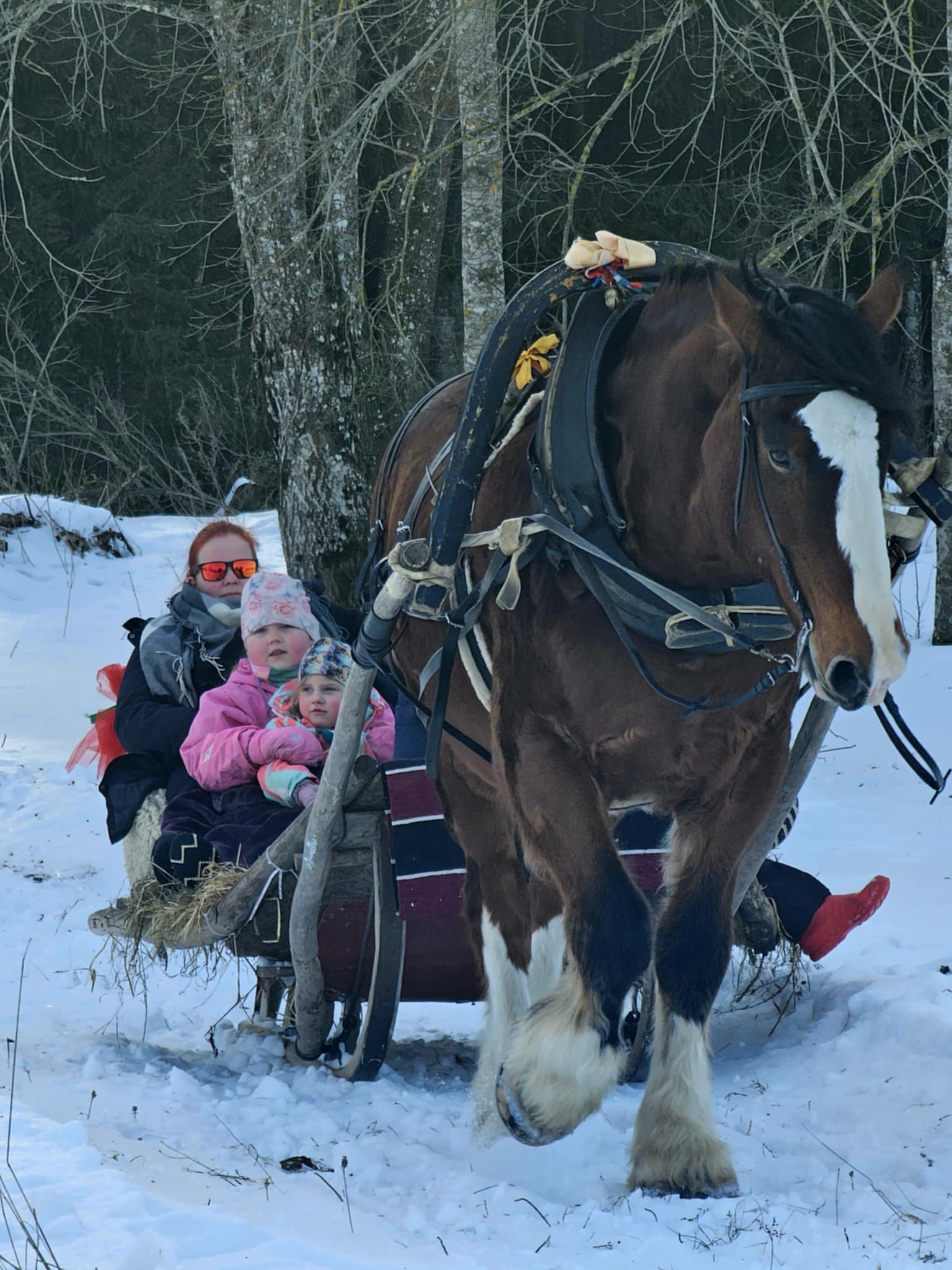 vastlapäevale kohane saanisõit